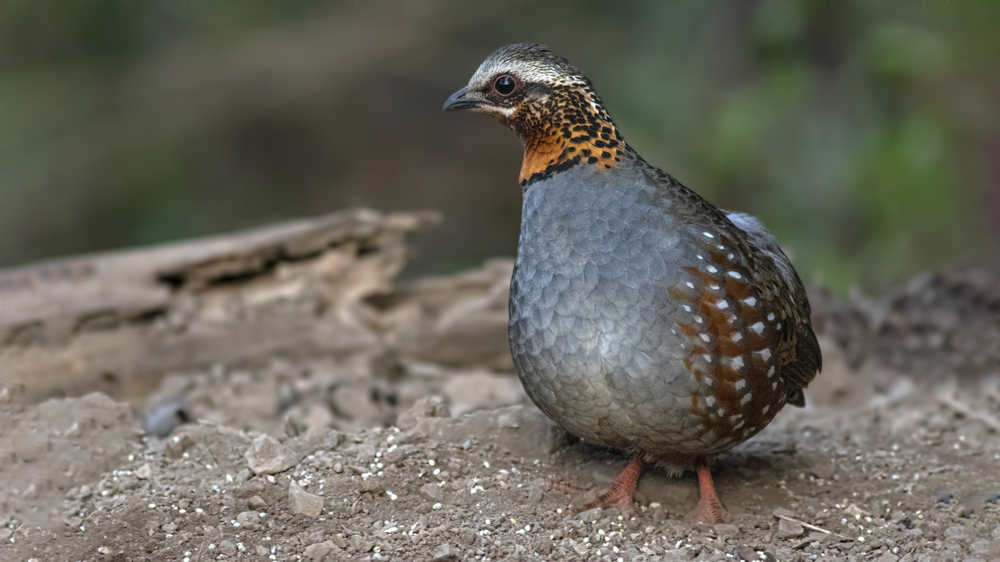 Rufous-throated Partridge
